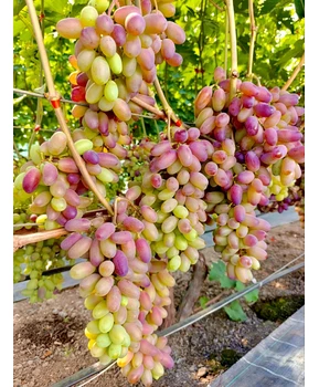 Виноград Байконур | Купить виноград Байконур фото 41