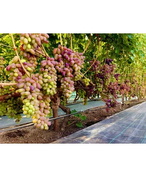 Виноград Байконур | Купить виноград Байконур фото 54