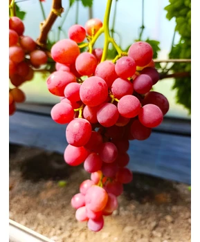 Виноград Вкусняшка | Купить виноград Вкусняшка фото 37