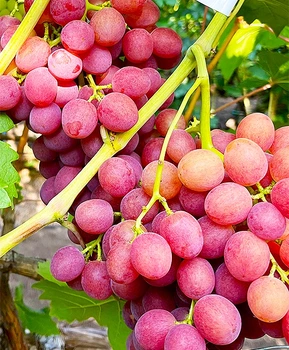 Виноград Вкусняшка | Купить виноград Вкусняшка фото 41