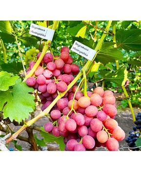 Виноград Вкусняшка | Купить виноград Вкусняшка фото 54