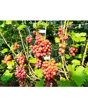 Виноград Вкусняшка | Купить виноград Вкусняшка фото 63