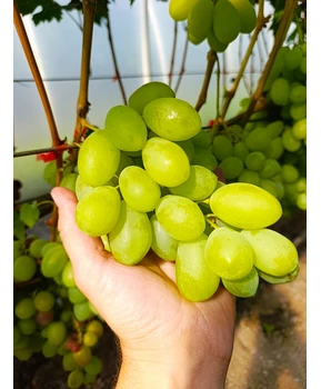 Виноград Взлет | Купить виноград Взлет фото 16