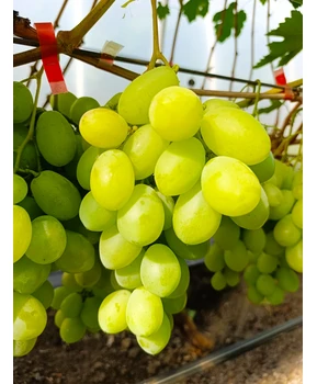 Виноград Взлет | Купить виноград Взлет фото 11
