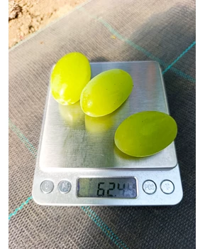 Виноград Взлет | Купить виноград Взлет фото 31