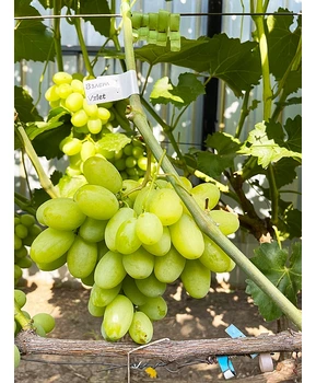 Виноград Взлет | Купить виноград Взлет фото 37