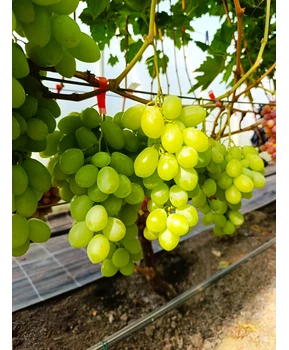 Виноград Взлет | Купить виноград Взлет фото 41