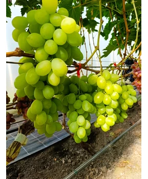 Виноград Взлет | Купить виноград Взлет фото 54