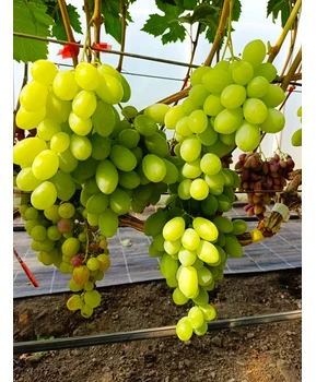 Виноград Взлет | Купить виноград Взлет фото 63