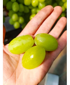 Виноград Взлет | Купить виноград Взлет фото 86