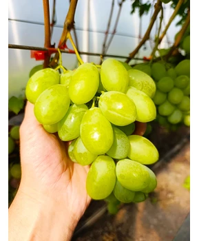 Виноград Взлет | Купить виноград Взлет фото 92