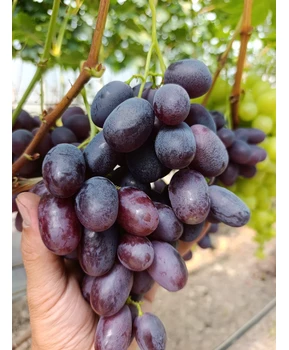 Виноград Велора | Купить виноград Велора фото 54