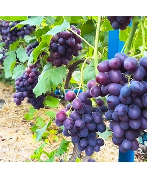 Виноград Велора | Купить виноград Велора фото 63