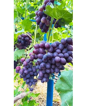 Виноград Велора | Купить виноград Велора фото 71