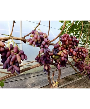 Виноград Автограф Калугина (Гриф) | Купить виноград Автограф Калугина (Гриф) фото 11