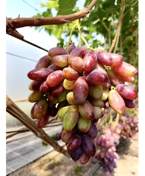 Виноград Автограф Калугина (Гриф) | Купить виноград Автограф Калугина (Гриф) фото 92