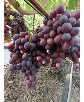Виноград Энергодар | Купить виноград Энергодар фото 16
