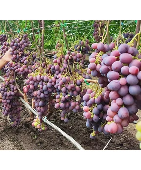 Виноград Энергодар | Купить виноград Энергодар фото 41