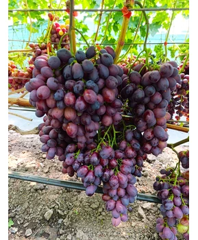 Виноград Энергодар | Купить виноград Энергодар фото 54