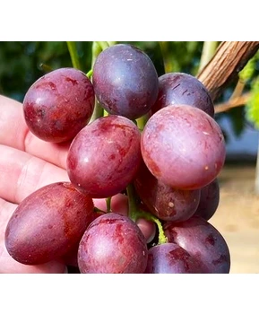 Виноград Энергодар | Купить виноград Энергодар фото 63