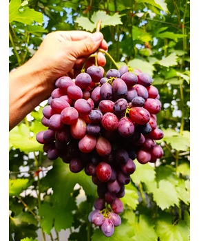 Виноград Энергодар | Купить виноград Энергодар фото 71