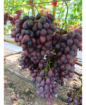 Виноград Энергодар | Купить виноград Энергодар фото 86