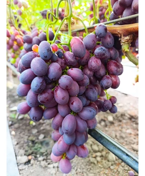 Виноград Энергодар | Купить виноград Энергодар фото 92