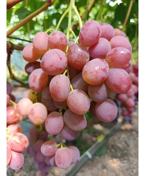 Виноград Калинэ | Купить виноград Калинэ фото 37