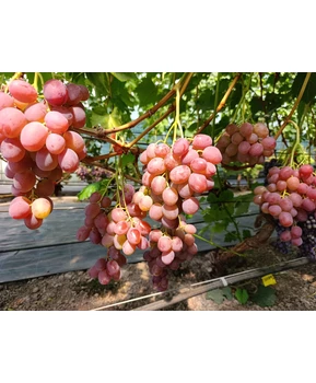 Виноград Калинэ | Купить виноград Калинэ фото 41