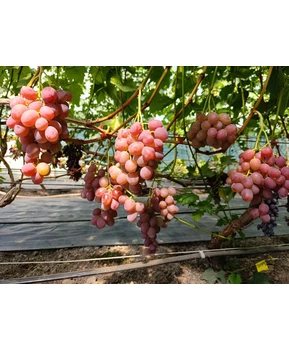 Виноград Калинэ | Купить виноград Калинэ фото 54