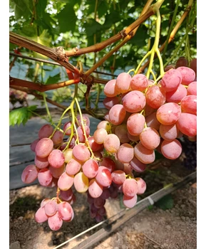 Виноград Калинэ | Купить виноград Калинэ фото 63