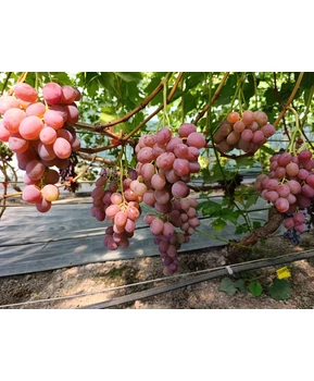 Виноград Калинэ | Купить виноград Калинэ фото 71