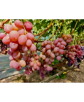 Виноград Калинэ | Купить виноград Калинэ фото 86