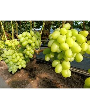 Виноград Казимир | Купить виноград Казимир фото 41