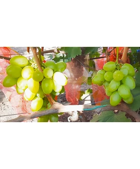 Виноград Казимир | Купить виноград Казимир фото 54