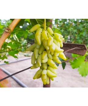 Кликните для увеличения изображения Виноград Козерог | Купить виноград Козерог фото 16