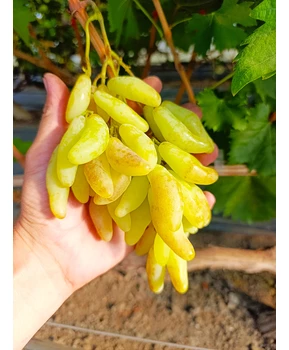 Кликните для увеличения изображения Виноград Козерог | Купить виноград Козерог фото 41