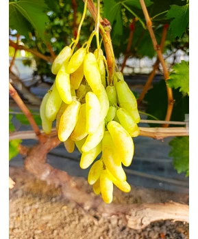 Кликните для увеличения изображения Виноград Козерог | Купить виноград Козерог фото 54