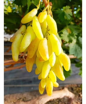 Кликните для увеличения изображения Виноград Козерог | Купить виноград Козерог фото 63