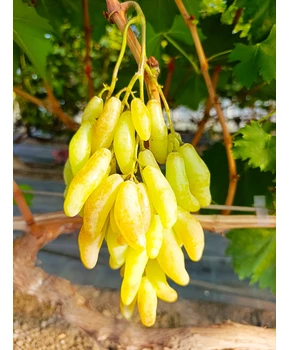 Кликните для увеличения изображения Виноград Козерог | Купить виноград Козерог фото 71