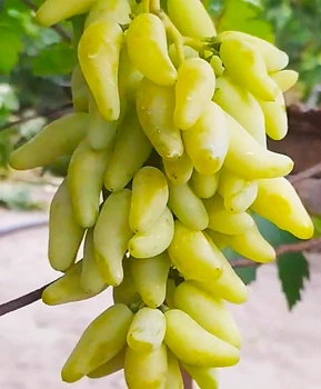 Кликните для увеличения изображения Виноград Козерог | Купить виноград Козерог фото 86