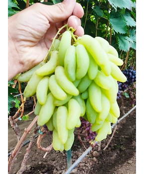 Кликните для увеличения изображения Виноград Козерог | Купить виноград Козерог фото 92