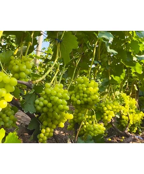 Виноград Красавчик | Купить виноград Красавчик фото 53