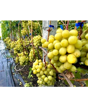 Виноград Красавчик | Купить виноград Красавчик фото 18