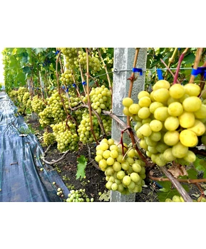 Виноград Красавчик | Купить виноград Красавчик фото 15