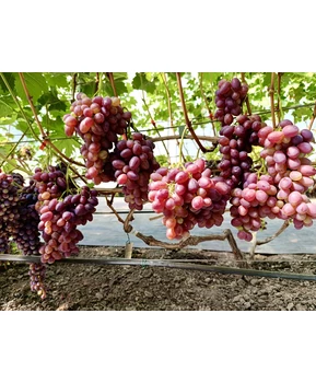 Виноград Кузьмич | Купить виноград Кузьмич фото 54