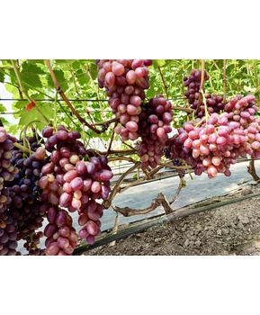 Виноград Кузьмич | Купить виноград Кузьмич фото 63