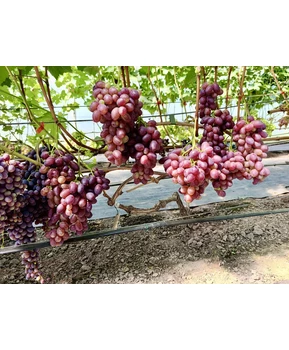 Виноград Кузьмич | Купить виноград Кузьмич фото 71