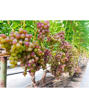 Виноград Ливия | Купить виноград Ливия фото 16