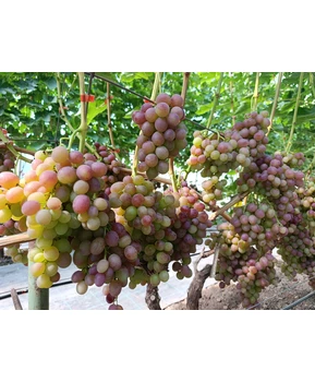 Виноград Ливия | Купить виноград Ливия фото 11